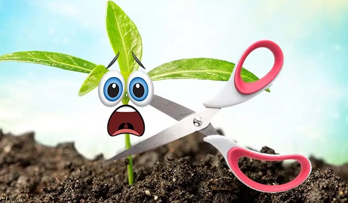 Plants Scream | పీకితే మొక్కలు ఏడుస్తున్నాయట..! అధ్యయనంలో కీలక విషయాలు..! Plants Scream | పీకితే మొక్కలు ఏడుస్తున్నాయట..! అధ్యయనంలో కీలక విషయాలు..!