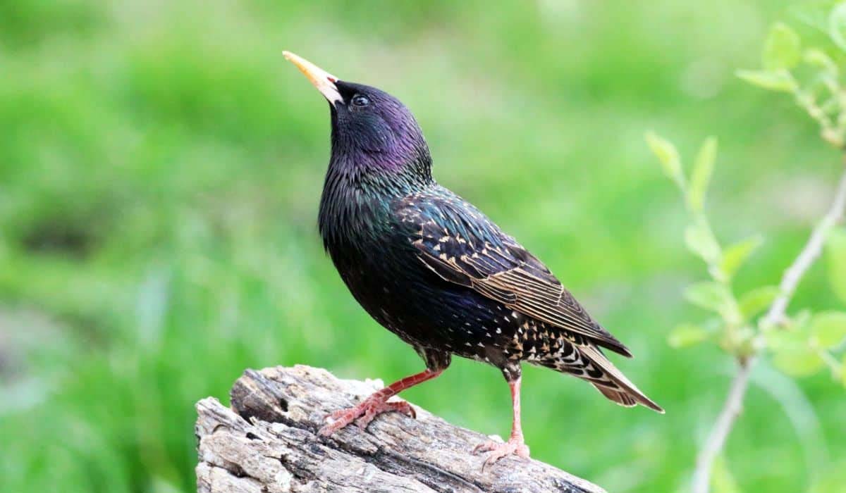 Bird | జనాలు, పోలీసులనే తికమక పెడుతున్న క్రేజీ బర్డ్.. ఇంతకి ఏం చేస్తుందో తెలుసా..? Video Bird | జనాలు, పోలీసులనే తికమక పెడుతున్న క్రేజీ బర్డ్.. ఇంతకి ఏం చేస్తుందో తెలుసా..? Video