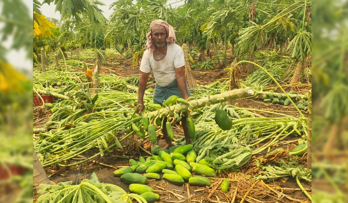 అకాల వర్షాలకు తోటల ధ్వంసం.. రైతన్నకు నష్టం అకాల వర్షాలకు తోటల ధ్వంసం.. రైతన్నకు నష్టం