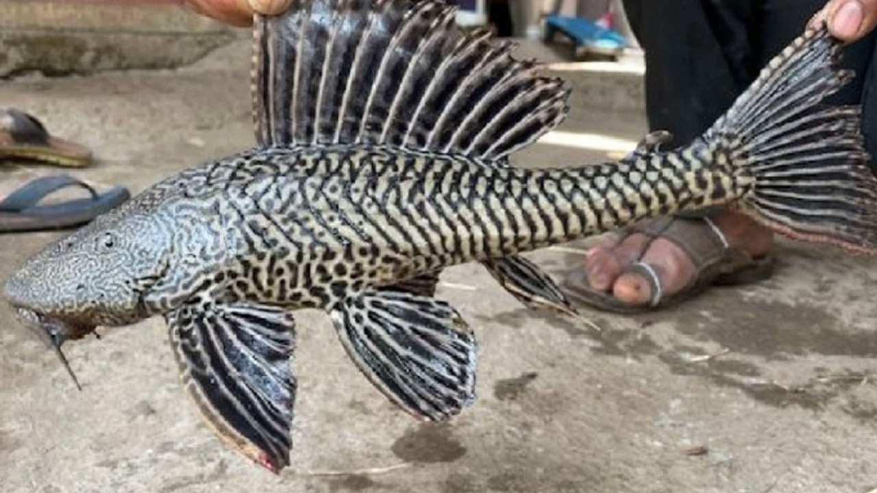 Sucker fish | మత్స్యకారుల వలకు చిక్కిన దెయ్యం చేప.. ఇది ఏ నీళ్లలో ఉన్నా సర్వ నాశనమే..! Sucker fish | మత్స్యకారుల వలకు చిక్కిన దెయ్యం చేప.. ఇది ఏ నీళ్లలో ఉన్నా సర్వ నాశనమే..!