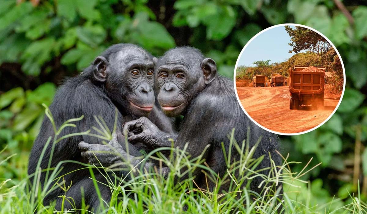 Gorillas-Chimpanzees | విచ్చలవిడిగా అడవుల్లో మైనింగ్..! ప్రమాదంలో గొరిల్లా, చింపాంజీల మనుగడ..! Gorillas-Chimpanzees | విచ్చలవిడిగా అడవుల్లో మైనింగ్..! ప్రమాదంలో గొరిల్లా, చింపాంజీల మనుగడ..!