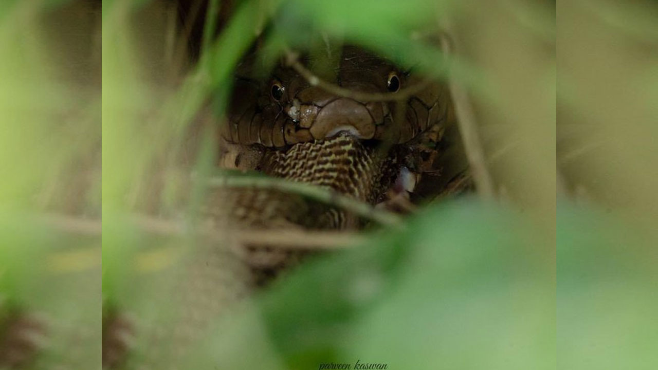 King Cobra | షాకింగ్.. నాగుపామును మింగిన మరో నాగుపాము King Cobra | షాకింగ్.. నాగుపామును మింగిన మరో నాగుపాము