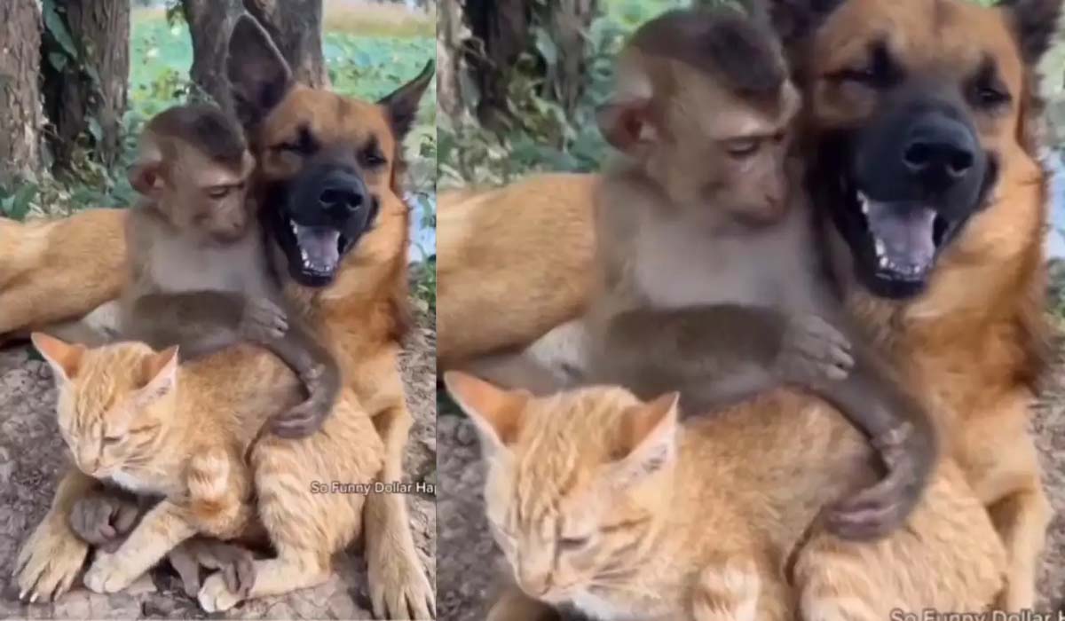 Viral Video | జాతివైరం మరిచి.. చెలిమి..! సోషల్ మీడియాలో వైరల్గా మారిన వీడియో.. Viral Video | జాతివైరం మరిచి.. చెలిమి..! సోషల్ మీడియాలో వైరల్గా మారిన వీడియో..