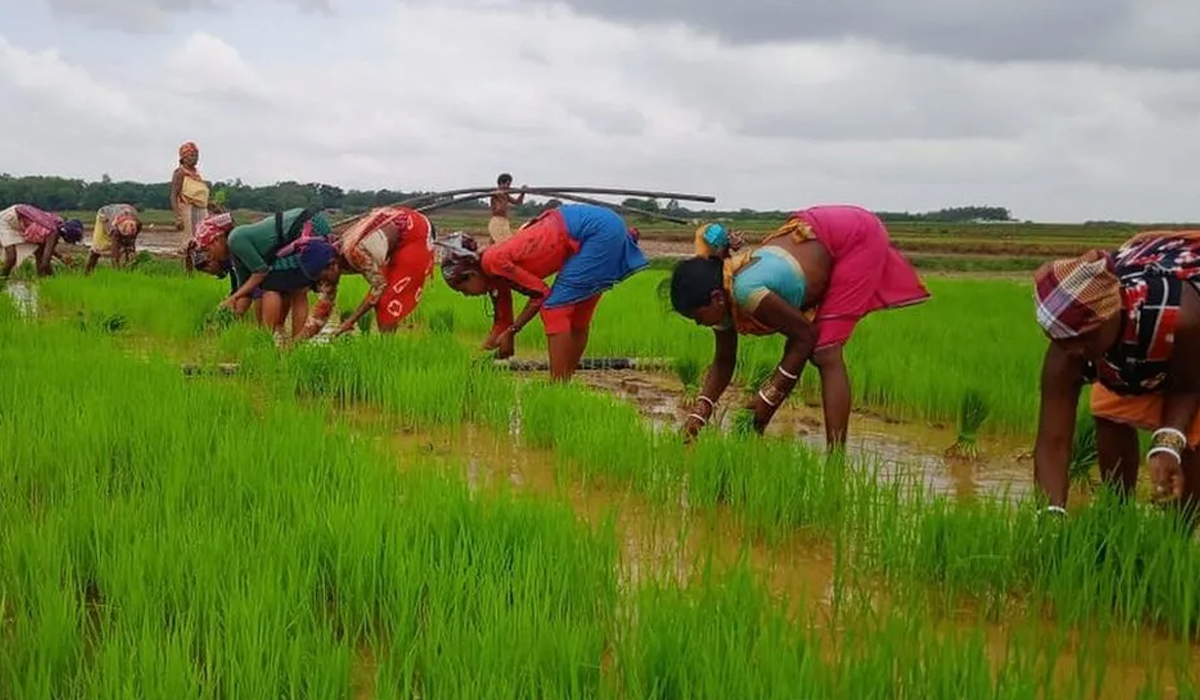 Telangana | రాష్ట్ర అవసరాలకే సన్నాల సాగు!.. ప్రభుత్వ బోనస్ ప్రకటన ఇందుకే Telangana | రాష్ట్ర అవసరాలకే సన్నాల సాగు!.. ప్రభుత్వ బోనస్ ప్రకటన ఇందుకే