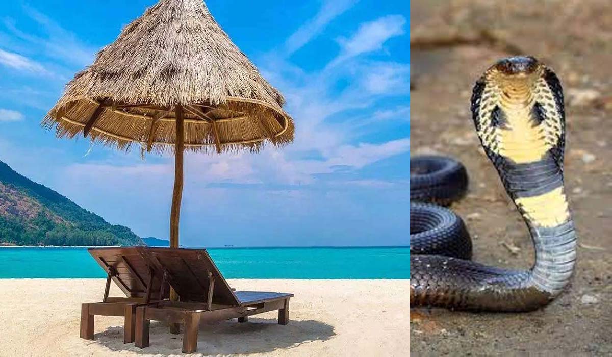 Snake Free City | భారత్లో పాములు లేని ప్రదేశం ఉందని మీకు తెలుసా..? ఇక్కడ చూద్దామన్న కుక్కలు కూడా కనిపించవు..! Snake Free City | భారత్లో పాములు లేని ప్రదేశం ఉందని మీకు తెలుసా..? ఇక్కడ చూద్దామన్న కుక్కలు కూడా కనిపించవు..!