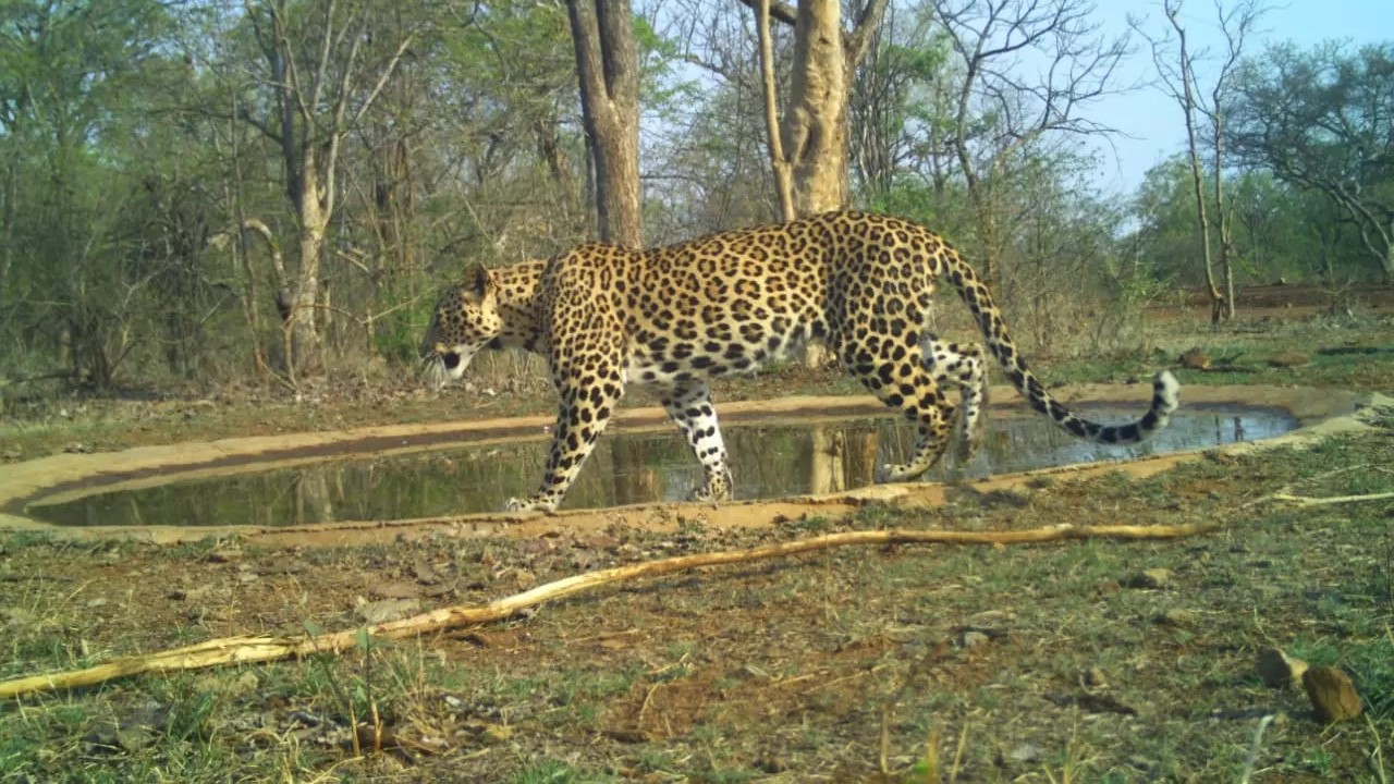 Leopard | తిరుపతిలో మరోసారి చిరుత కలకలం Leopard | తిరుపతిలో మరోసారి చిరుత కలకలం