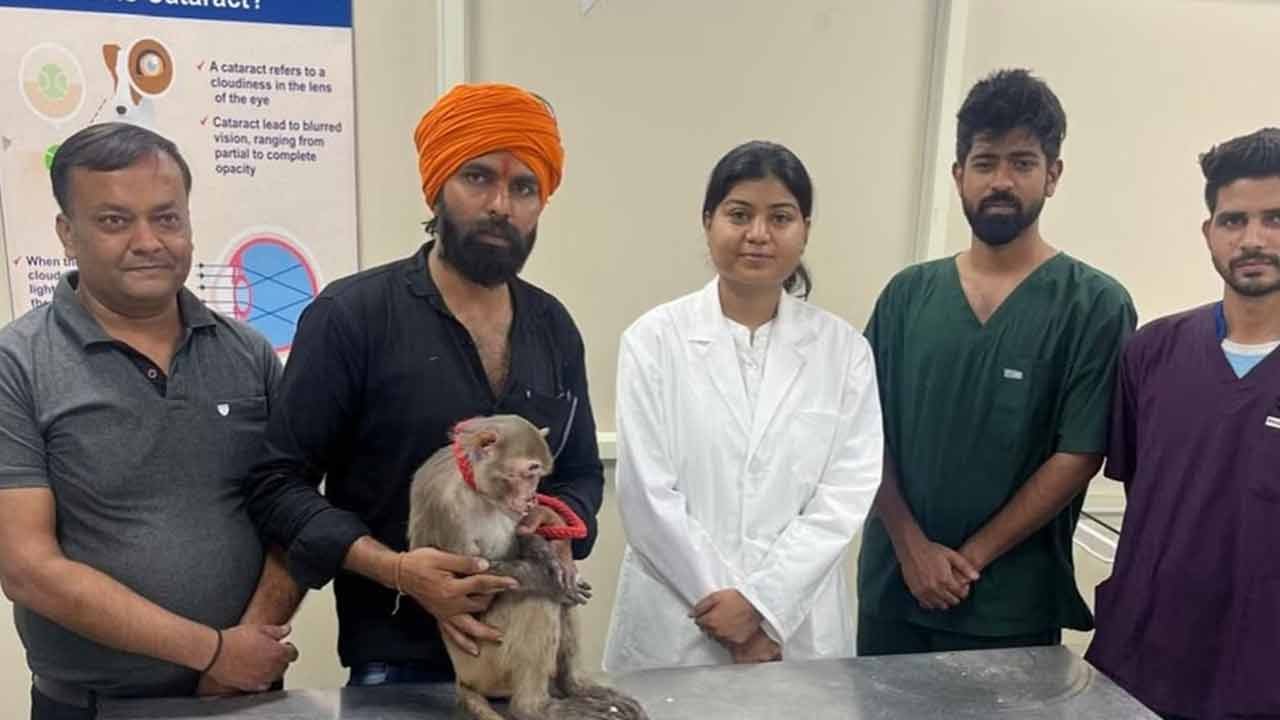 తొలిసారి.. కోతికి కంటి శుక్లం శస్త్ర చికిత్స విజయవంతం తొలిసారి.. కోతికి కంటి శుక్లం శస్త్ర చికిత్స విజయవంతం