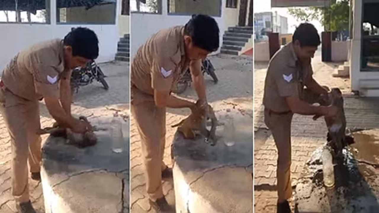 Viral Video | వడదెబ్బకు వానరం విలవిల.. సీపీఆర్ చేసి ప్రాణాలు కాపాడిన పోలీసు.. వీడియో Viral Video | వడదెబ్బకు వానరం విలవిల.. సీపీఆర్ చేసి ప్రాణాలు కాపాడిన పోలీసు.. వీడియో