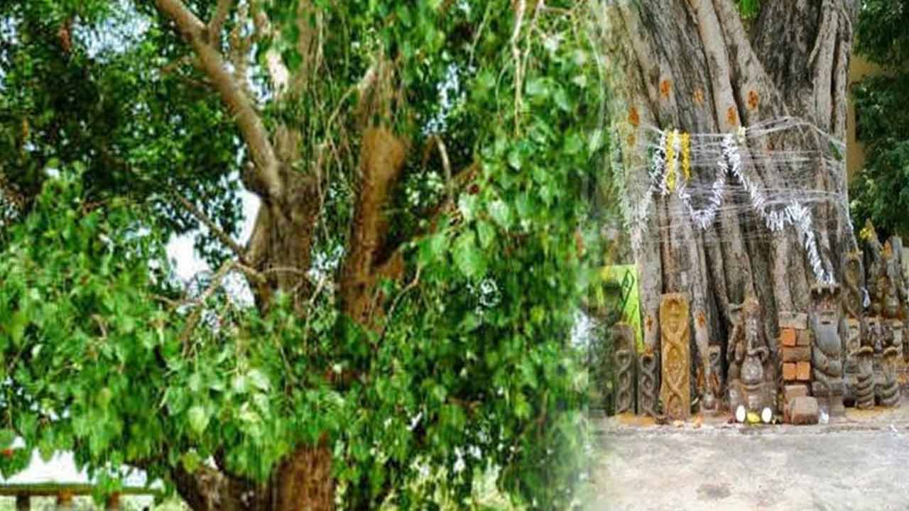 శనివారం రావిచెట్టును పూజిస్తే.. అప్పుల బాధలు తొలగిపోతాయట..! శనివారం రావిచెట్టును పూజిస్తే.. అప్పుల బాధలు తొలగిపోతాయట..!