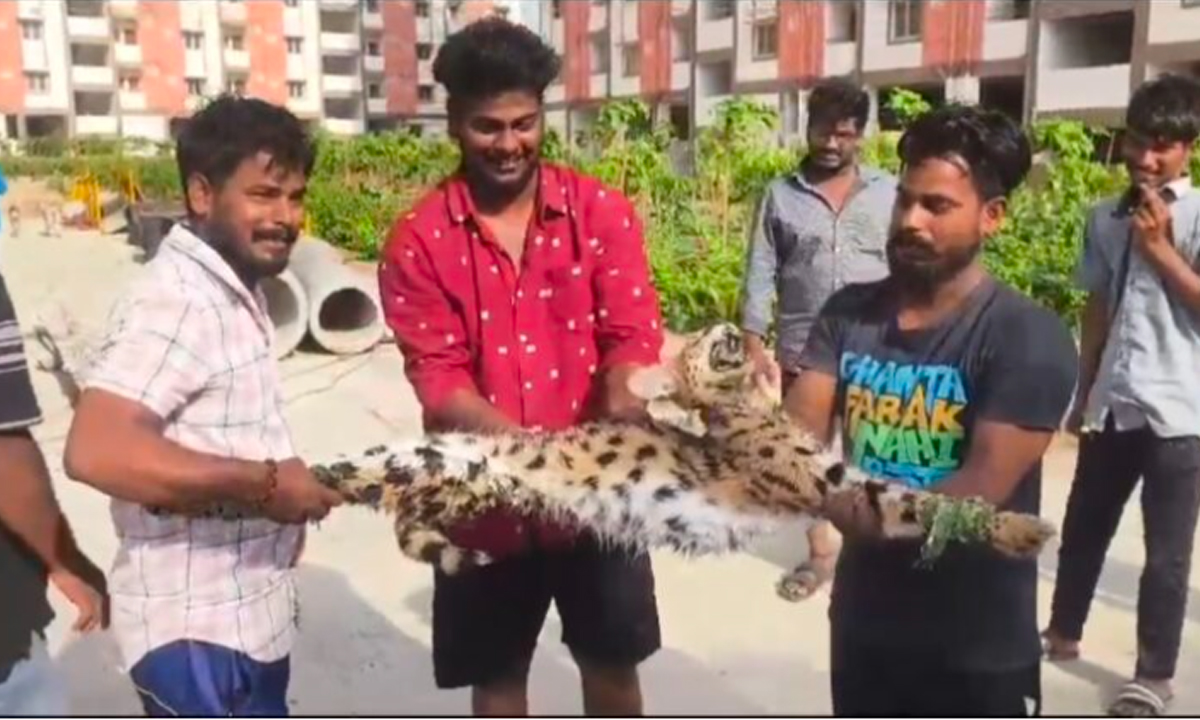 పులి పిల్ల కాదు.. అడవి పిల్లి పులి పిల్ల కాదు.. అడవి పిల్లి