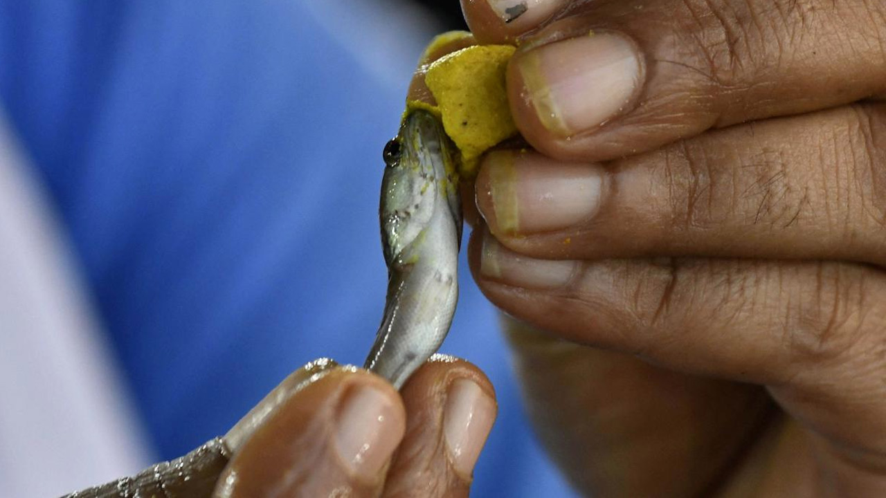 Fish prasadam | రేపు, ఎల్లుండి చేప ప్రసాదం పంపిణీ.. సర్వం సిద్ధం చేసిన తెలంగాణ సర్కారు Fish prasadam | రేపు, ఎల్లుండి చేప ప్రసాదం పంపిణీ.. సర్వం సిద్ధం చేసిన తెలంగాణ సర్కారు
