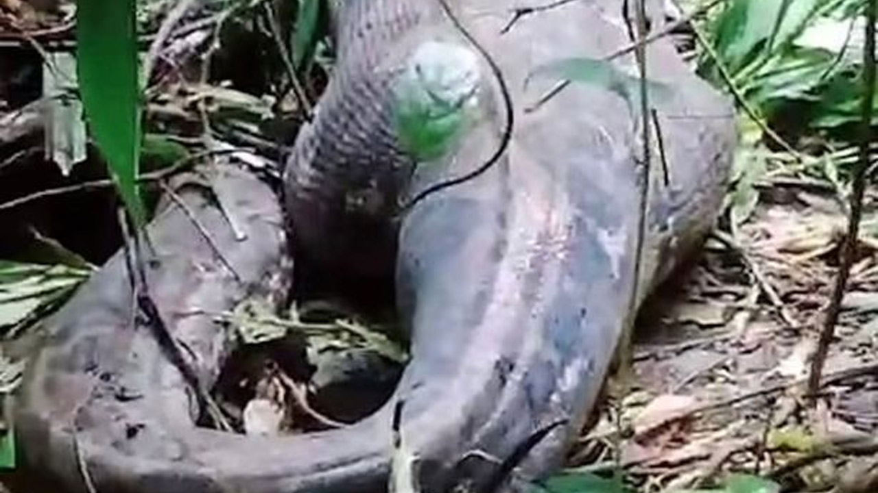 Python | కనిపించకుండా పోయిన మహిళ కోసం గాలింపు.. భారీ కొండచిలువ కడుపులో ప్రత్యక్షం..! Python | కనిపించకుండా పోయిన మహిళ కోసం గాలింపు.. భారీ కొండచిలువ కడుపులో ప్రత్యక్షం..!