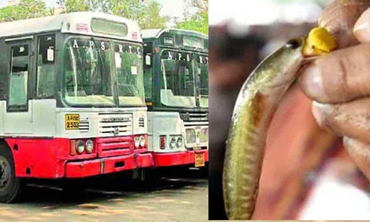 TGSRTC | 8, 9 తేదీల్లో చేప ప్రసాదం పంపిణీ.. 130 ప్రత్యేక బస్సులు నడపనున్న ఆర్టీసీ TGSRTC | 8, 9 తేదీల్లో చేప ప్రసాదం పంపిణీ.. 130 ప్రత్యేక బస్సులు నడపనున్న ఆర్టీసీ