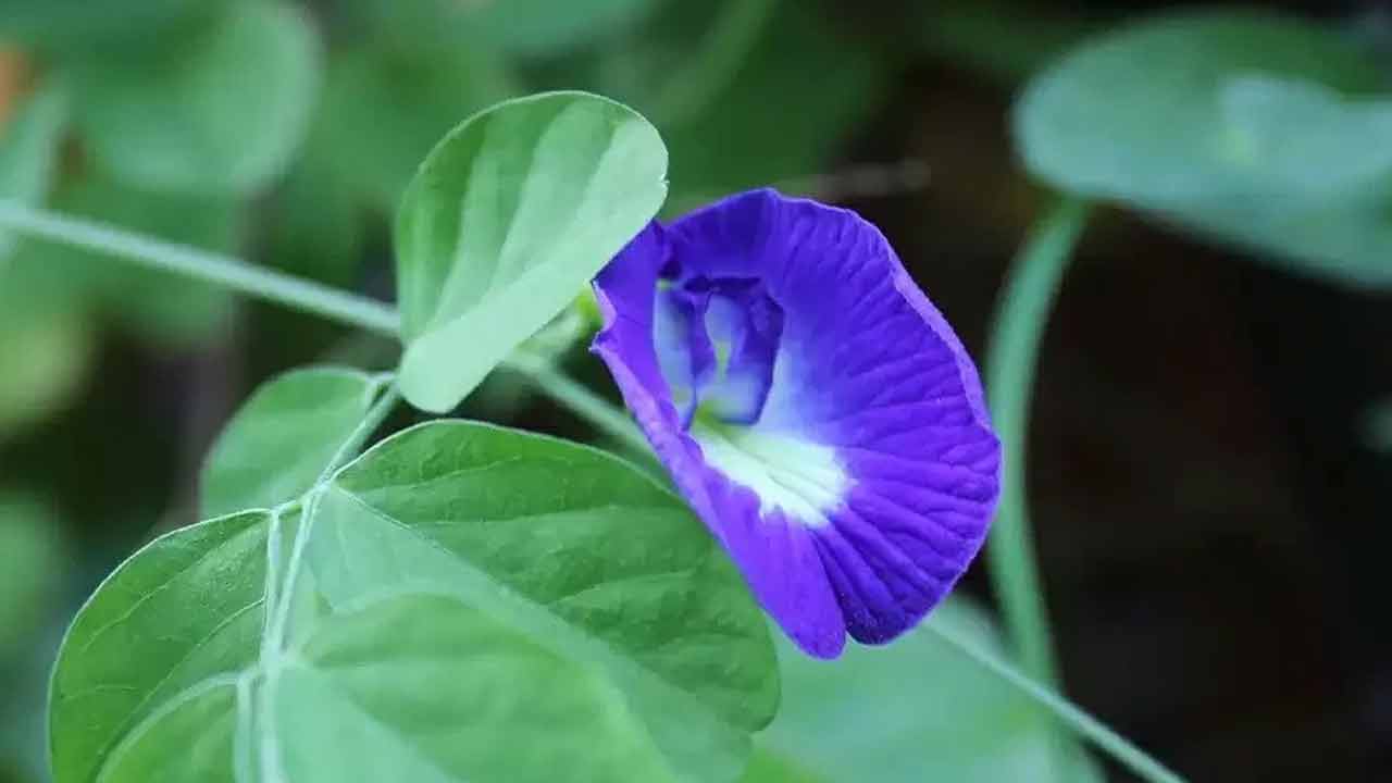 Aparajita Flower | ఆ పూలతో లక్ష్మీదేవిని పూజిస్తే.. ధనానికి లోటుండదట..! మరి ఇంట్లో ఆ పూల మొక్కను పెంచుకోవచ్చా..? Aparajita Flower | ఆ పూలతో లక్ష్మీదేవిని పూజిస్తే.. ధనానికి లోటుండదట..! మరి ఇంట్లో ఆ పూల మొక్కను పెంచుకోవచ్చా..?