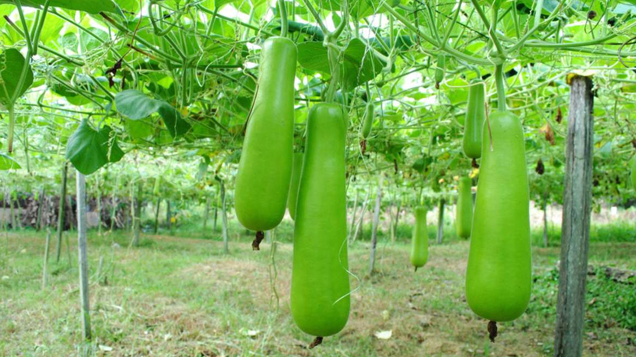 Health tips | మీకు ఈ అనారోగ్య సమస్యలుంటే ఆనిగెకాయ అస్సలు తినొద్దు..! Health tips | మీకు ఈ అనారోగ్య సమస్యలుంటే ఆనిగెకాయ అస్సలు తినొద్దు..!