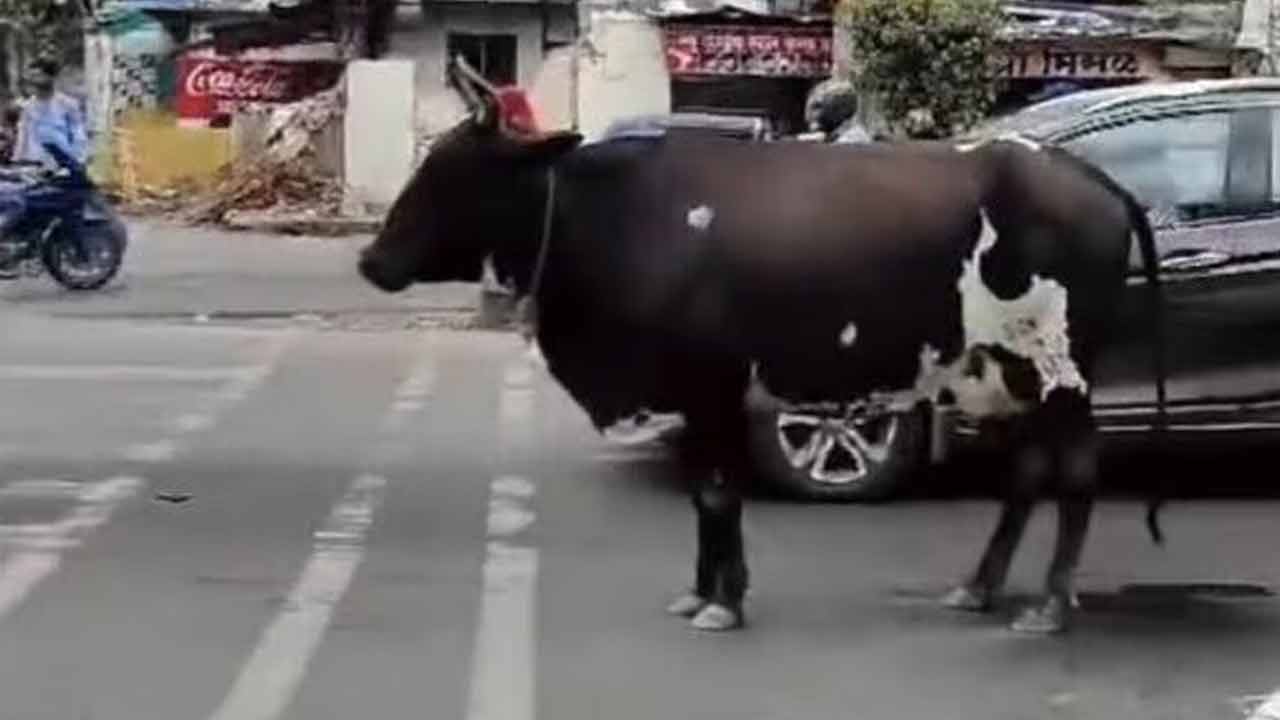 Cow follow Traffic Rules | ఆ ఆవుకు ఉన్న తెలివి వాహనదారులకు లేకపాయే..! వీడియో చూస్తే ఆశ్చర్యపోవాల్సిందే..!! Cow follow Traffic Rules | ఆ ఆవుకు ఉన్న తెలివి వాహనదారులకు లేకపాయే..! వీడియో చూస్తే ఆశ్చర్యపోవాల్సిందే..!!