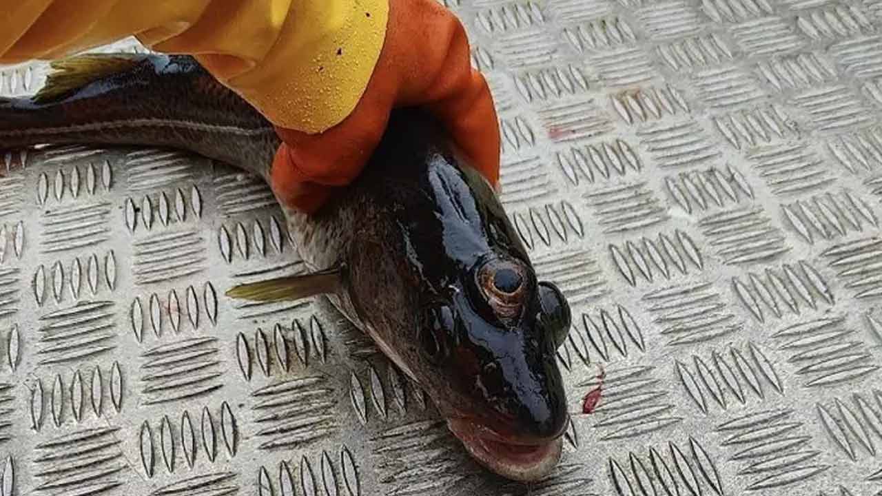 Fish | అరుదైన దృశ్యం.. మూడు కన్నుల చేప.. Fish | అరుదైన దృశ్యం.. మూడు కన్నుల చేప..