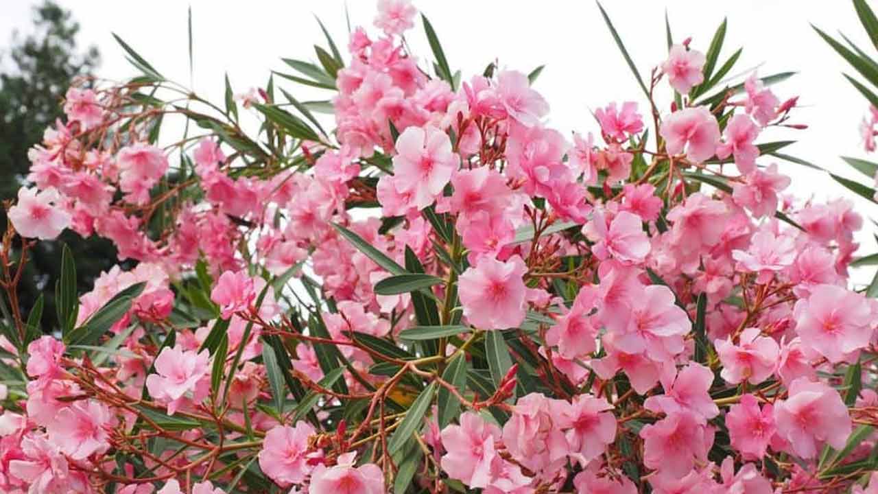 Oleander Plant | ఇంటి ఆవరణలో గన్నేరు పూల చెట్లు పెంచుకోవచ్చా..? వాస్తు శాస్త్రం ఏం చెబుతుందో తెలుసా..? Oleander Plant | ఇంటి ఆవరణలో గన్నేరు పూల చెట్లు పెంచుకోవచ్చా..? వాస్తు శాస్త్రం ఏం చెబుతుందో తెలుసా..?