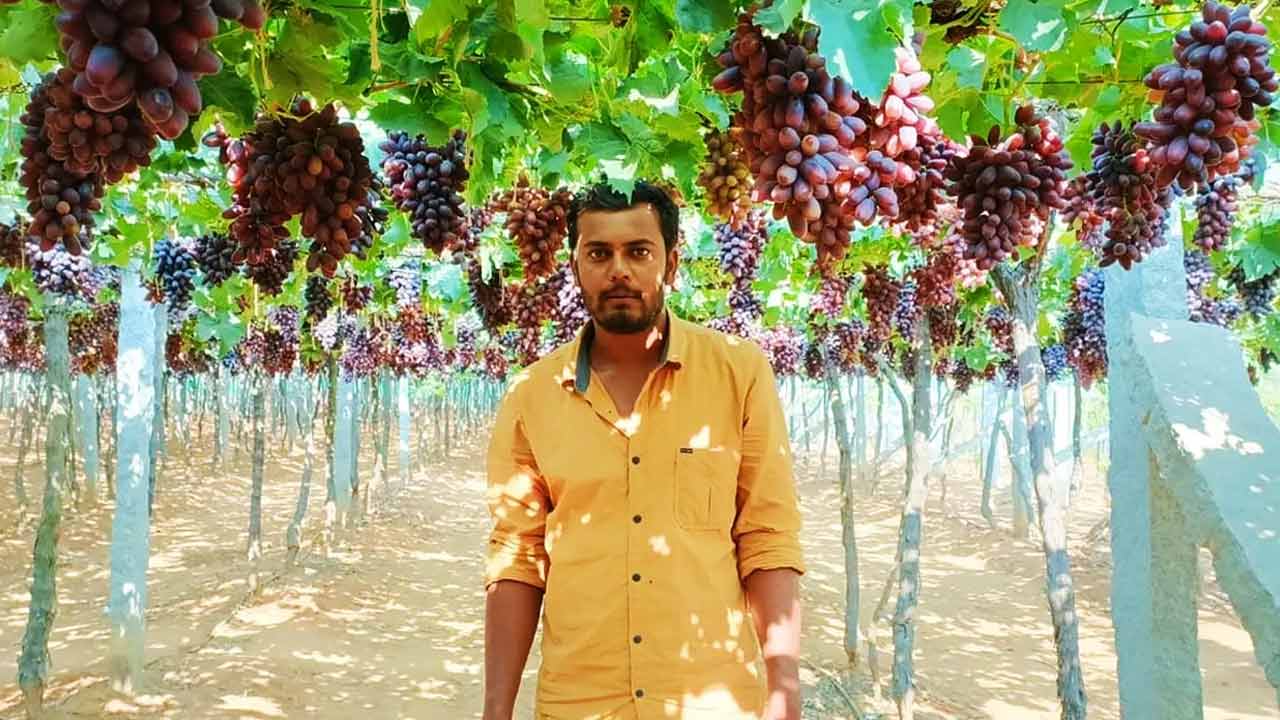 Grape Farming | ఇంజినీరింగ్ మధ్యలోనే ఆపేసి.. ద్రాక్ష సాగుతో ఎకరాకు రూ. 15 లక్షలు సంపాదిస్తున్నాడు.. Grape Farming | ఇంజినీరింగ్ మధ్యలోనే ఆపేసి.. ద్రాక్ష సాగుతో ఎకరాకు రూ. 15 లక్షలు సంపాదిస్తున్నాడు..