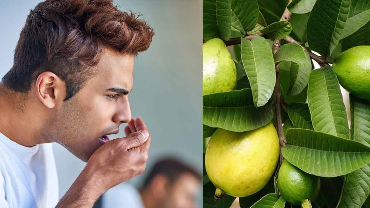 Health Tips | నోటి దుర్వాసనతో బాధపడుతున్నారా..? జామ ఆకులతో చెక్ పెట్టండిలా..! Health Tips | నోటి దుర్వాసనతో బాధపడుతున్నారా..? జామ ఆకులతో చెక్ పెట్టండిలా..!