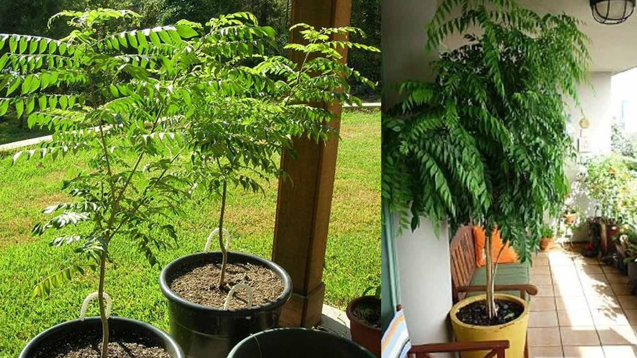 Curry Leaves | ఇంటి ఆవరణలో కరివేపాకు మొక్క ఉండొచ్చా..? ఉంటే ఏ దిశలో పెంచాలి..? Curry Leaves | ఇంటి ఆవరణలో కరివేపాకు మొక్క ఉండొచ్చా..? ఉంటే ఏ దిశలో పెంచాలి..?