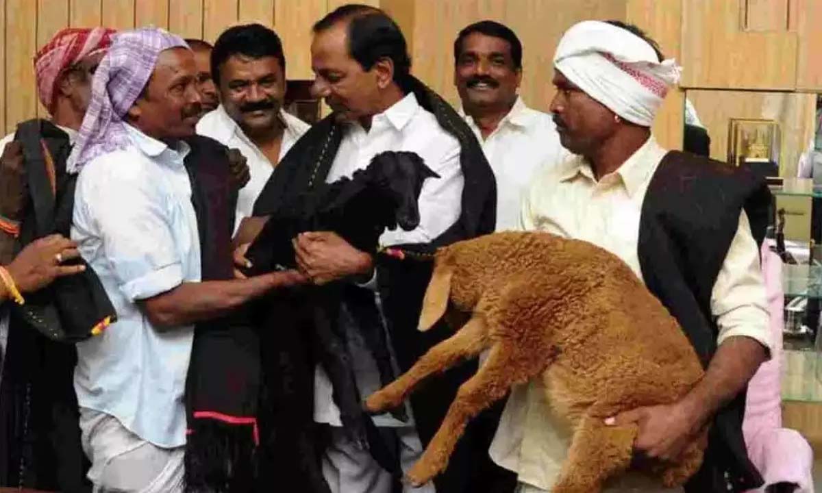 గొర్రెల స్కామ్లో … ఈడీ విచారణ గొర్రెల స్కామ్లో … ఈడీ విచారణ