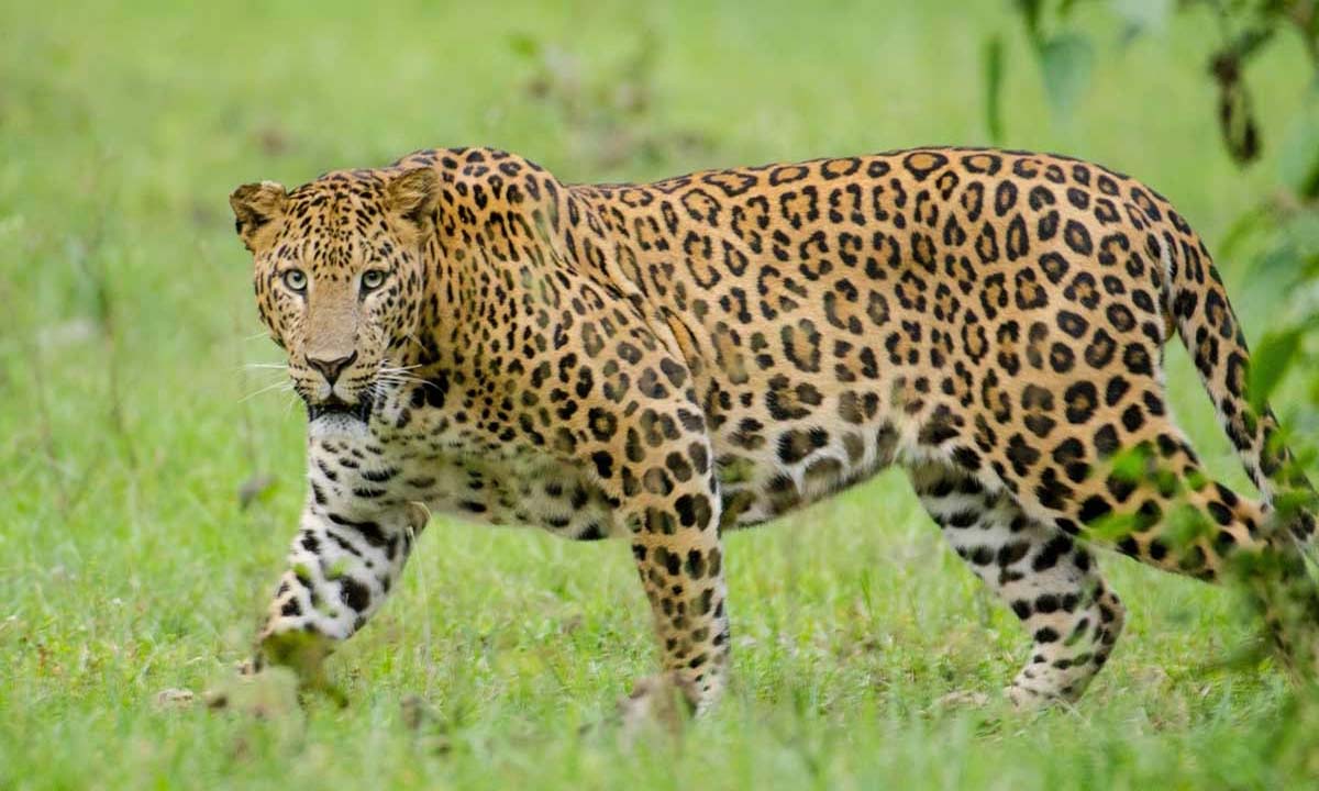 Leopard | శంషాబాద్లో మరో చిరుత కలకలం Leopard | శంషాబాద్లో మరో చిరుత కలకలం
