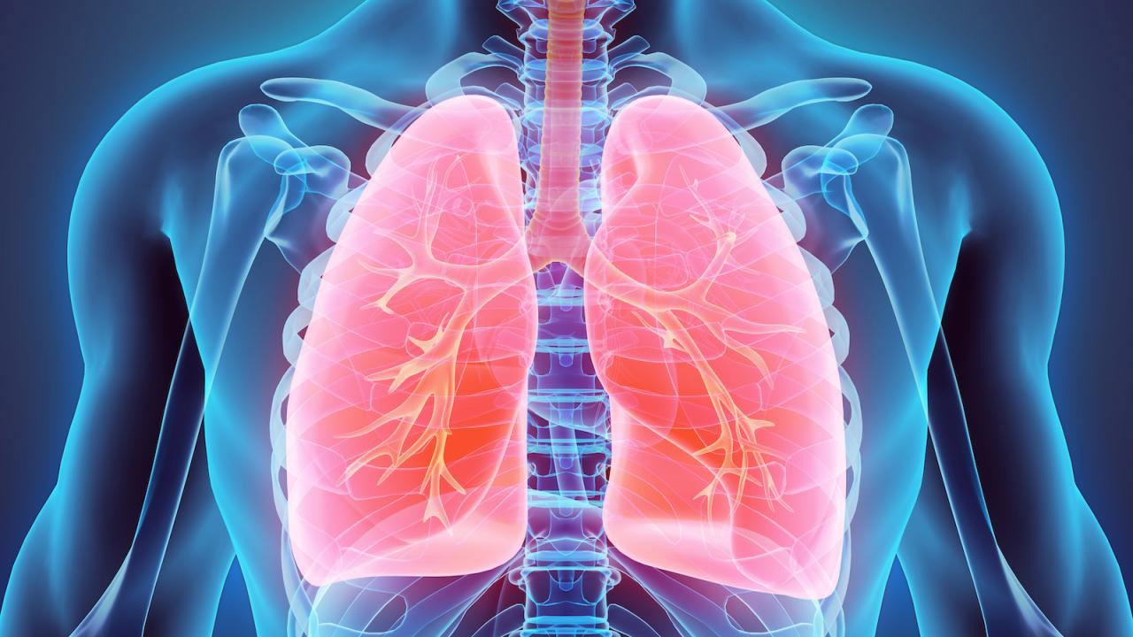 Health tips | ఈ ఫుడ్స్ మీ లంగ్స్ను క్లీన్ చేస్తాయి.. వీటిని తప్పక తినండి..! Health tips | ఈ ఫుడ్స్ మీ లంగ్స్ను క్లీన్ చేస్తాయి.. వీటిని తప్పక తినండి..!