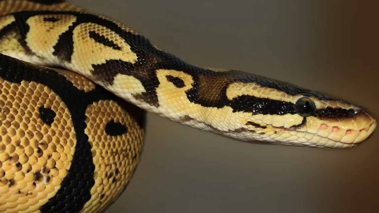 Python | అది లేకుండానే కొండచిలువ పిల్లలను కంటది..! ఇంకెన్నో ఆసక్తికర విషయాలు..!! Python | అది లేకుండానే కొండచిలువ పిల్లలను కంటది..! ఇంకెన్నో ఆసక్తికర విషయాలు..!!