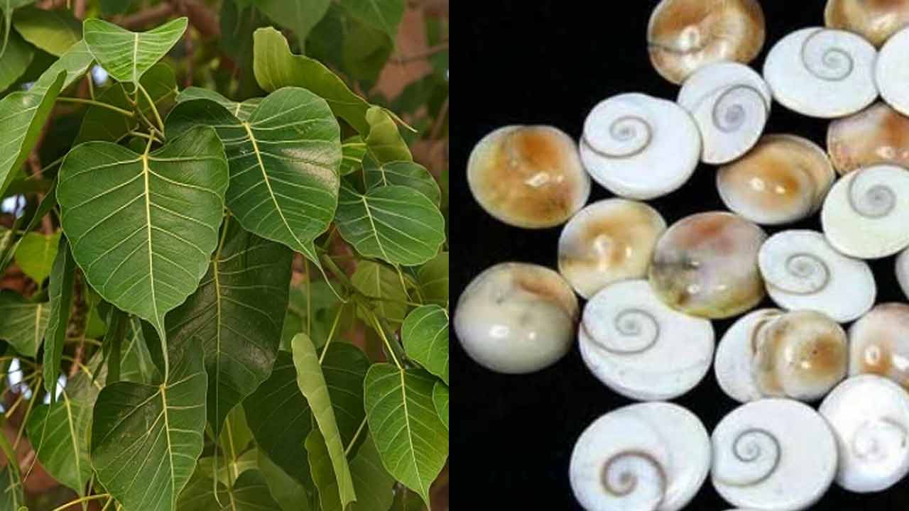 Vastu Tips | ఈ నాలుగింటిని మీ పర్సులో పెట్టుకుంటే చాలు.. ధనవంతులుగా మారిపోవడం ఖాయం..!! Vastu Tips | ఈ నాలుగింటిని మీ పర్సులో పెట్టుకుంటే చాలు.. ధనవంతులుగా మారిపోవడం ఖాయం..!!