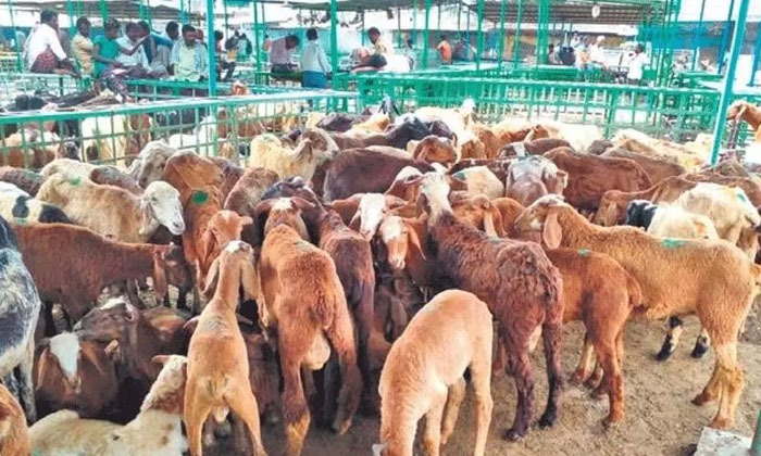Telangana | గొర్రెల స్కామ్ కేసులో.. కీలక నిందితుడు అరెస్టు! Telangana | గొర్రెల స్కామ్ కేసులో.. కీలక నిందితుడు అరెస్టు!