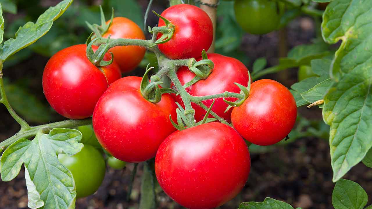 Tomato | హైదరాబాద్లో చుక్కలు చూపిస్తున్న టమాటా ధరలు.. కిలో రూ. 100..! Tomato | హైదరాబాద్లో చుక్కలు చూపిస్తున్న టమాటా ధరలు.. కిలో రూ. 100..!