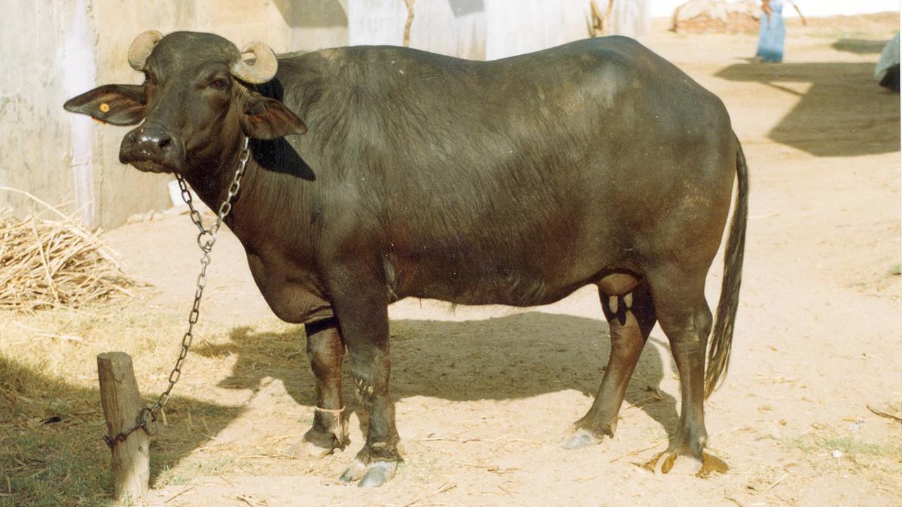 Buffalo | పెద్ద మనుషులు, పోలీసులు తెంచలేని పంచాయితీని బర్రె తెంచింది.. ఎలాగంటే..! Buffalo | పెద్ద మనుషులు, పోలీసులు తెంచలేని పంచాయితీని బర్రె తెంచింది.. ఎలాగంటే..!