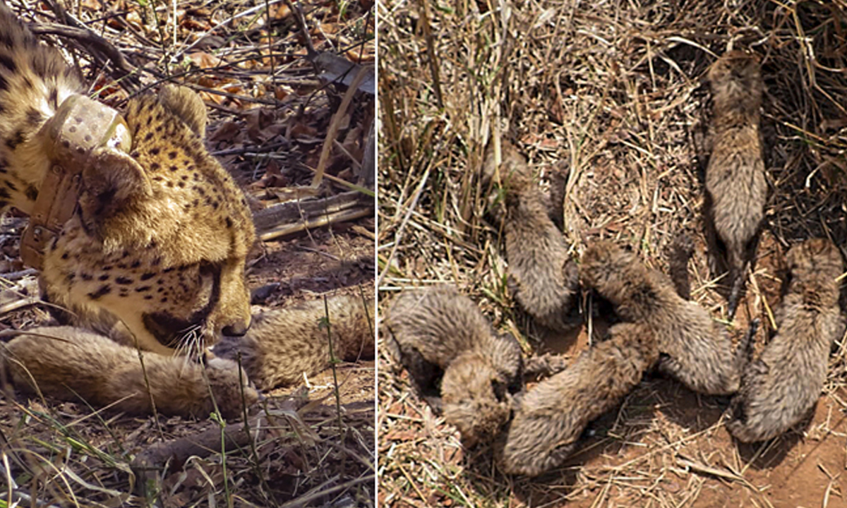 Project Cheetah | ప్రాజెక్టు చీతాపై ఆర్టీఐకి సమాచారం నిరాకరణ Project Cheetah | ప్రాజెక్టు చీతాపై ఆర్టీఐకి సమాచారం నిరాకరణ