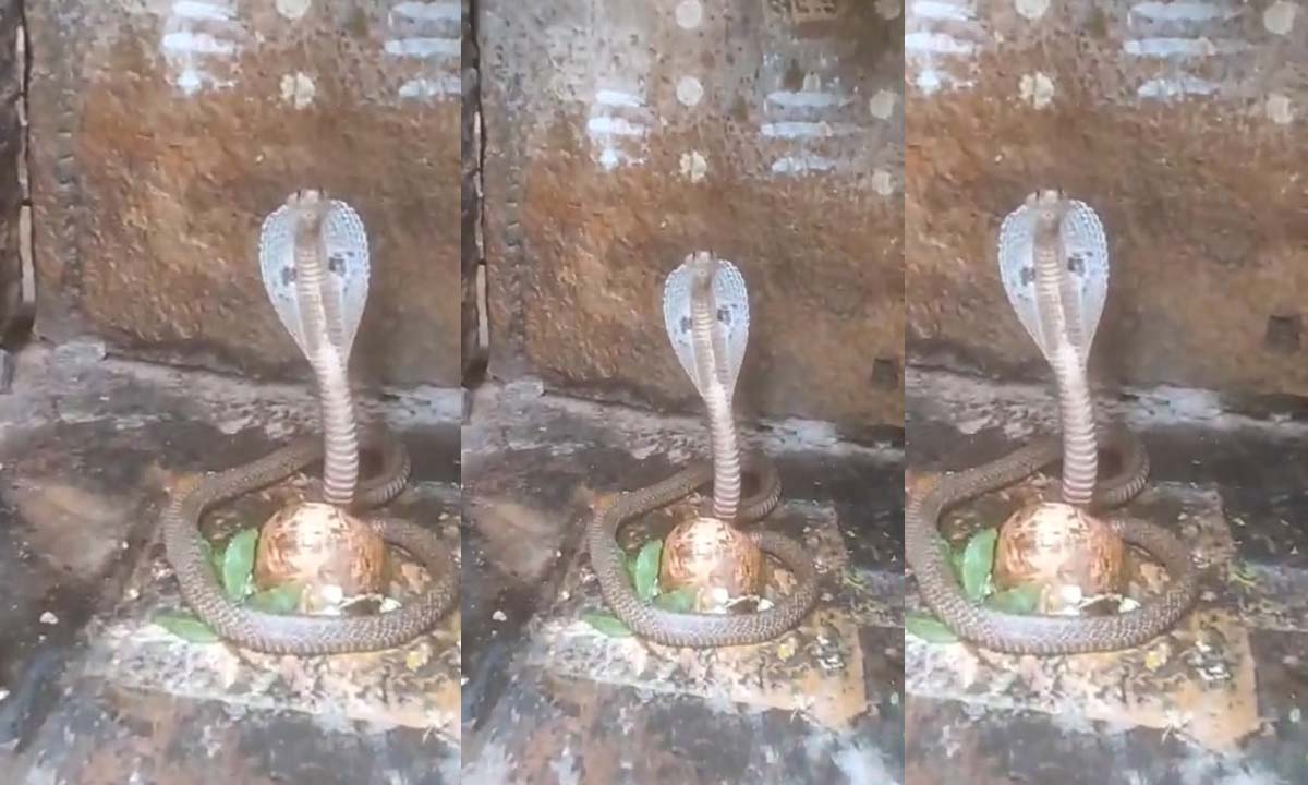 ANDRAPRDESH | శివుడికి నిజ నాగాభరణం శ్రీశైలంలో అద్భుతం ANDRAPRDESH | శివుడికి నిజ నాగాభరణం శ్రీశైలంలో అద్భుతం