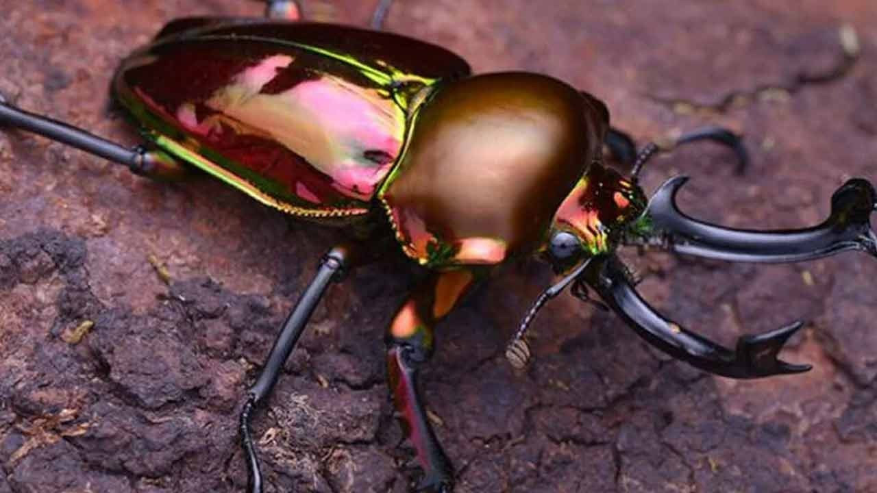 Stag Beetle | ఈ పురుగు చాలా కాస్ట్లీ గురూ.. దీని విలువ ఏకంగా రూ.75 లక్షలు..? Stag Beetle | ఈ పురుగు చాలా కాస్ట్లీ గురూ.. దీని విలువ ఏకంగా రూ.75 లక్షలు..?