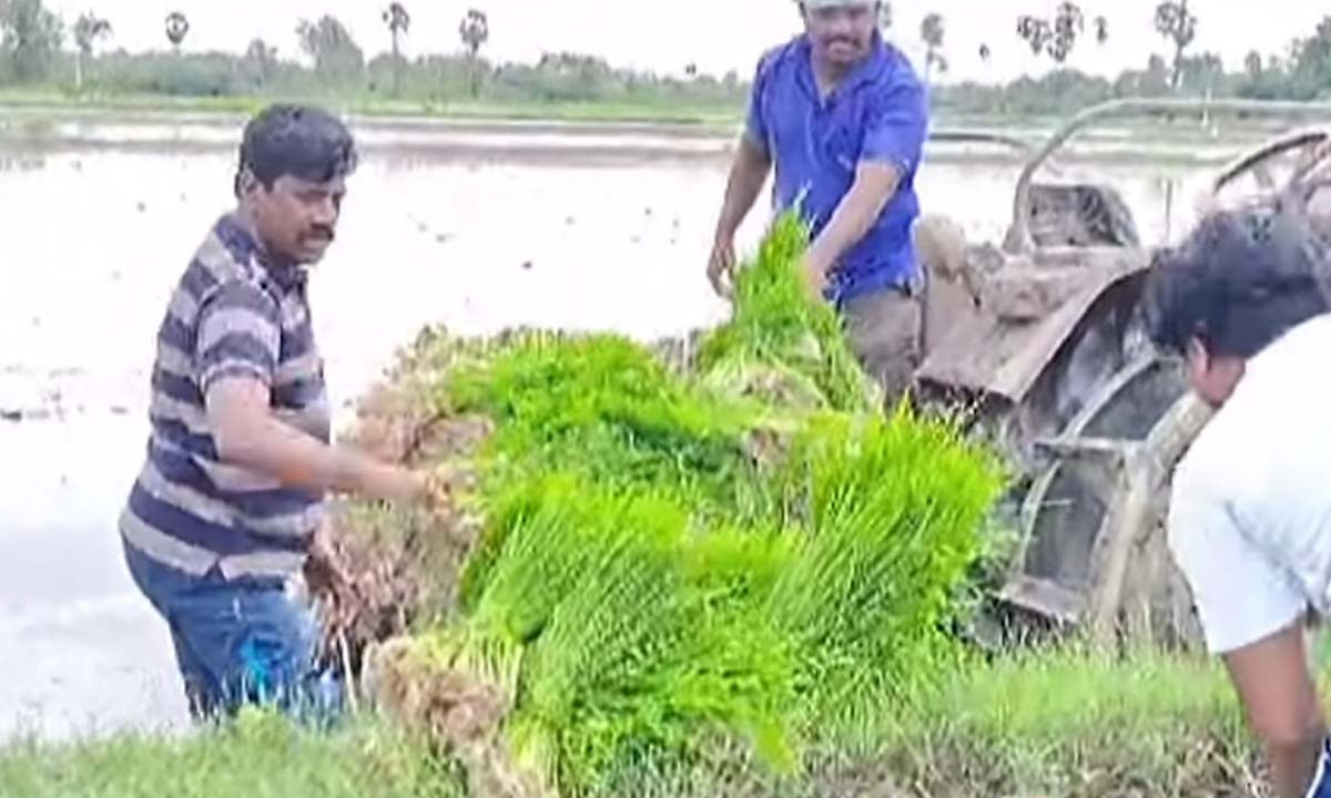 మందు చల్లి…నారు వేసి పొలం పనుల్లో : ఎమ్మెల్యే వీరేశం మందు చల్లి…నారు వేసి పొలం పనుల్లో : ఎమ్మెల్యే వీరేశం