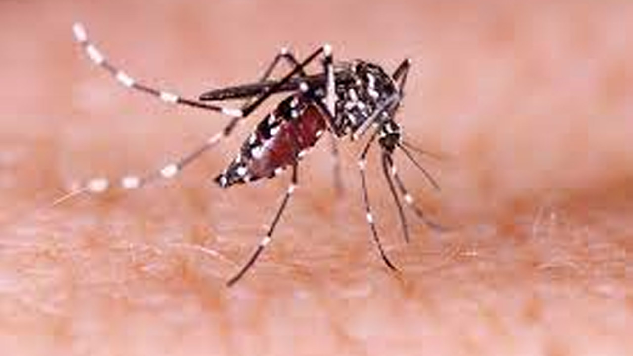 Zika Virus | పుణెలో ‘జికా’ కలకలం.. ఆరు కొత్త కేసులు.. రోగుల్లో ఇద్దరు గర్భిణులు.. Zika Virus | పుణెలో ‘జికా’ కలకలం.. ఆరు కొత్త కేసులు.. రోగుల్లో ఇద్దరు గర్భిణులు..