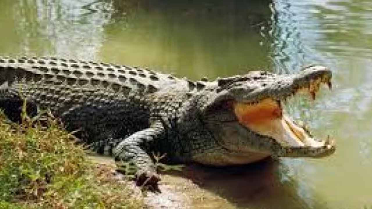 Crocodile | బహిర్భూమికి వెళ్లగా.. వృద్ధుడి పురుషాంగాన్ని కొరికేసిన మొసలి.. Crocodile | బహిర్భూమికి వెళ్లగా.. వృద్ధుడి పురుషాంగాన్ని కొరికేసిన మొసలి..