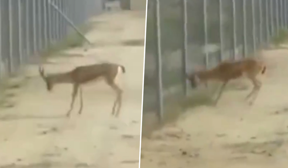 Deer’s Fight | భారత్ – పాక్ సరిహద్దుల్లో రెండు జింకల మధ్య యుద్ధం.. ఆ వీడియోను ఓసారి చూసేయండి మరి..! Deer’s Fight | భారత్ – పాక్ సరిహద్దుల్లో రెండు జింకల మధ్య యుద్ధం.. ఆ వీడియోను ఓసారి చూసేయండి మరి..!