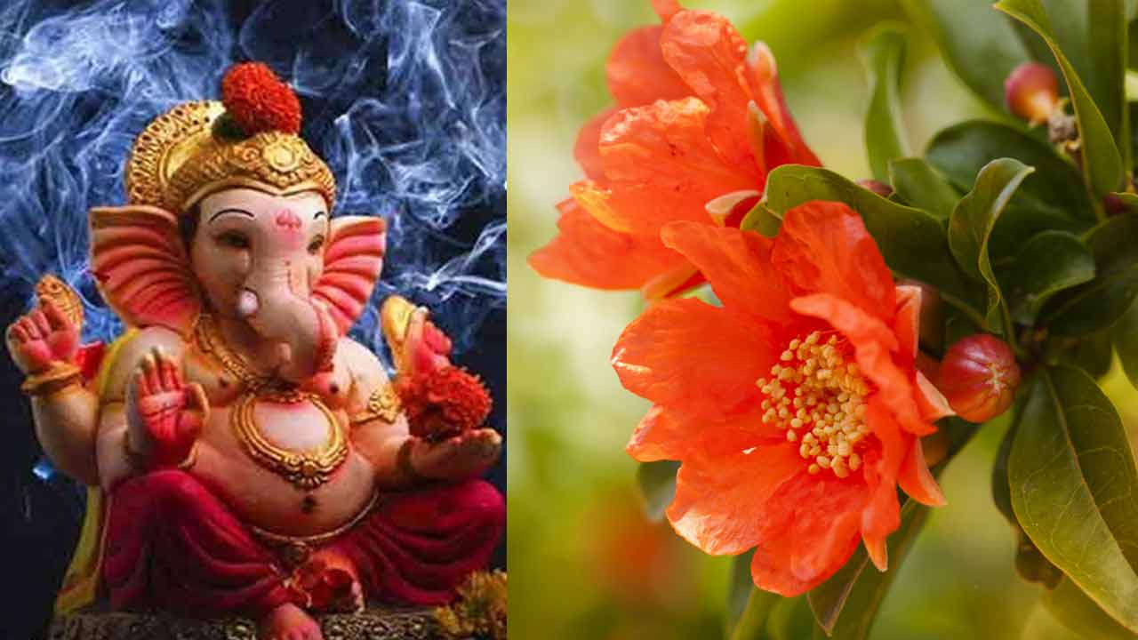Ganesh Puja | దానిమ్మ పువ్వులతో వినాయకుడిని పూజిస్తే కష్టాలన్నీ తొలగిపోతాయట..! Ganesh Puja | దానిమ్మ పువ్వులతో వినాయకుడిని పూజిస్తే కష్టాలన్నీ తొలగిపోతాయట..!