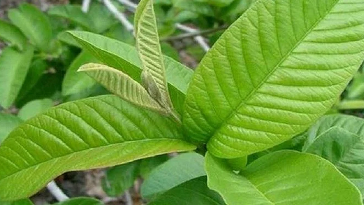 Health tips | ఒక్క దెబ్బకు రెండు పిట్టలు.. ఈ ఆకులతో మధుమేహం, ఊబకాయం రెండింటికీ చెక్..! Health tips | ఒక్క దెబ్బకు రెండు పిట్టలు.. ఈ ఆకులతో మధుమేహం, ఊబకాయం రెండింటికీ చెక్..!
