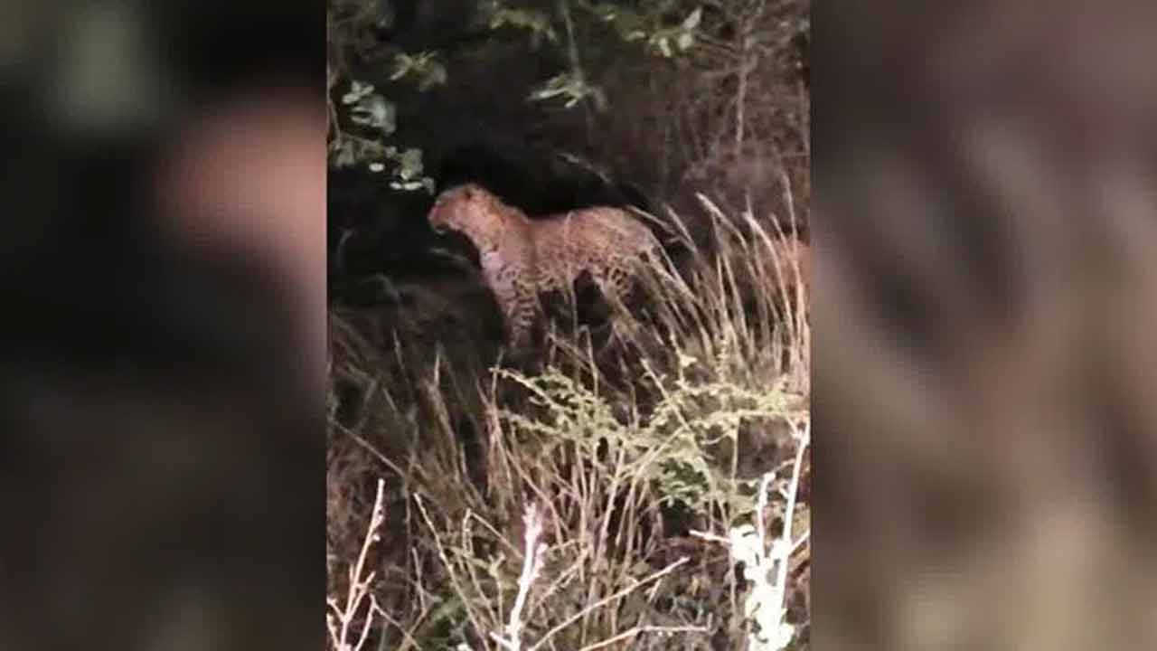 Leopard | మెదక్ జిల్లాలో చిరుత పులుల కలకలం.. వీడియో Leopard | మెదక్ జిల్లాలో చిరుత పులుల కలకలం.. వీడియో