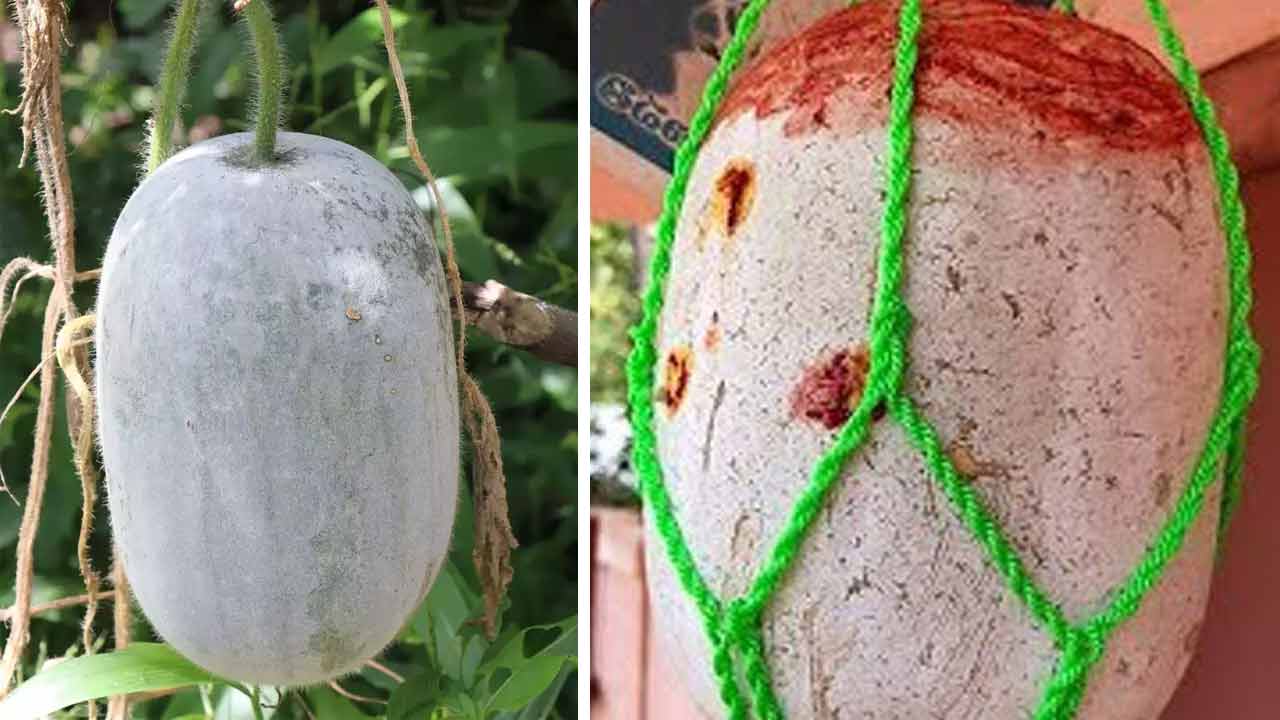 Pumpkin | ఇంట్లో నెగిటివ్ ఎనర్జీ అయినా.. ఒంట్లో అనారోగ్యమైనా.. ఆ ఒక్క కాయతో పరార్..! Pumpkin | ఇంట్లో నెగిటివ్ ఎనర్జీ అయినా.. ఒంట్లో అనారోగ్యమైనా.. ఆ ఒక్క కాయతో పరార్..!