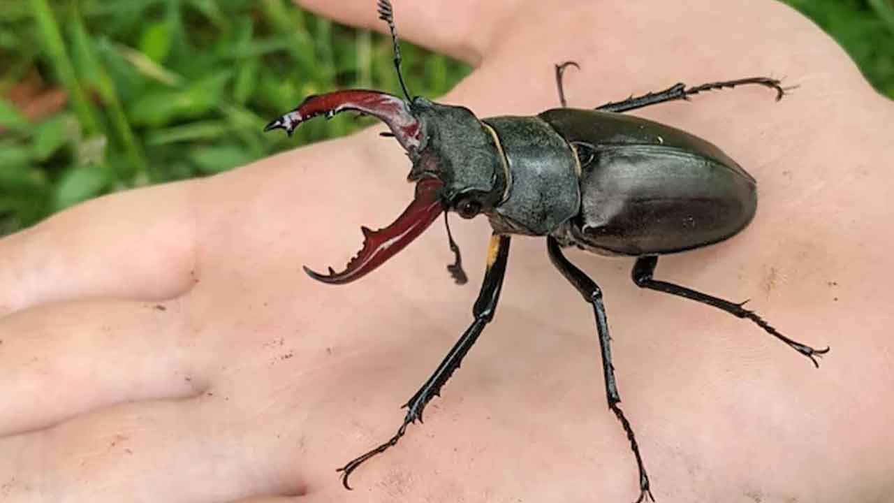 Stag Beetle | ప్రపంచంలోనే అత్యంత ఖరీదైన కీటకం ఇది.. దీని విలువ అక్షరాల 75 లక్షలు..! Stag Beetle | ప్రపంచంలోనే అత్యంత ఖరీదైన కీటకం ఇది.. దీని విలువ అక్షరాల 75 లక్షలు..!