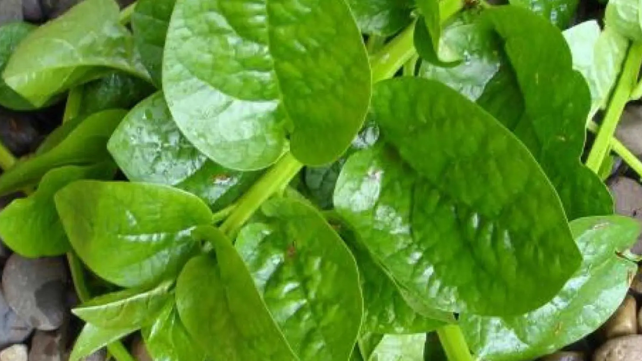 Health tips | వర్షాకాలంలో వీటిని తప్పక తీసుకోవాలి.. అస్సలు మిస్ చేయొద్దు..! Health tips | వర్షాకాలంలో వీటిని తప్పక తీసుకోవాలి.. అస్సలు మిస్ చేయొద్దు..!