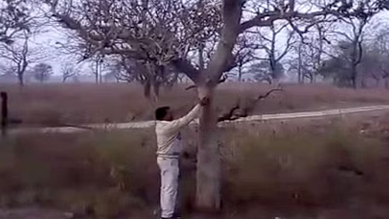 Laughing trees | ఈ చెట్లకు చెక్కిలిగింతలు పెడితే నవ్వుతాయి.. ఈ నవ్వే చెట్లు ఎక్కడున్నాయో తెలుసా..? Laughing trees | ఈ చెట్లకు చెక్కిలిగింతలు పెడితే నవ్వుతాయి.. ఈ నవ్వే చెట్లు ఎక్కడున్నాయో తెలుసా..?