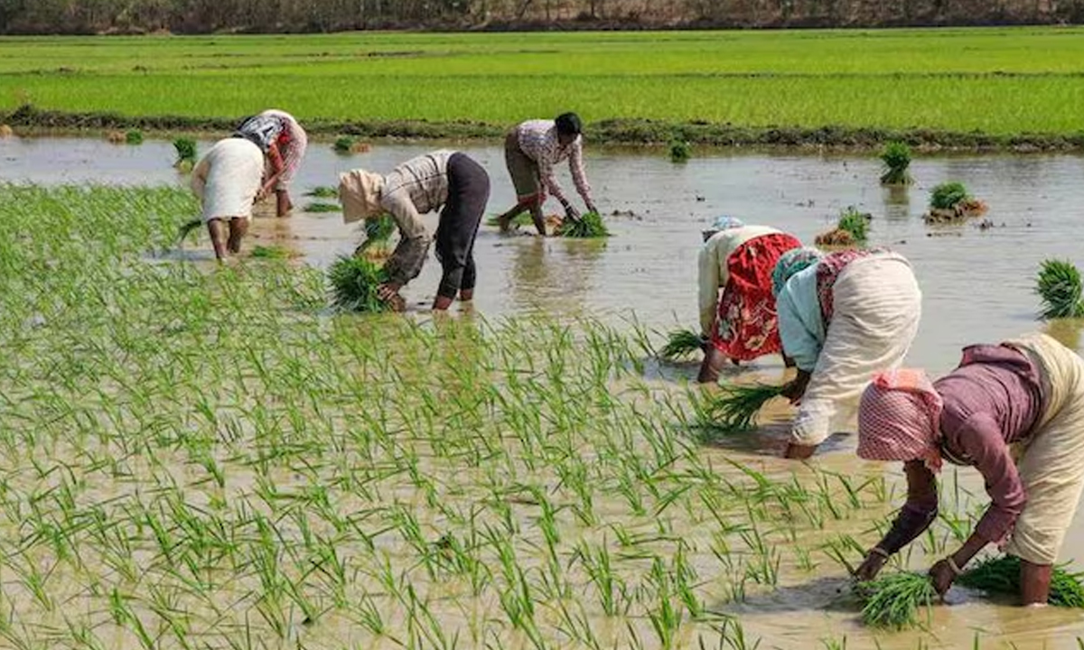 loan waiver । యాపొచ్చేదెప్పుడు.. అప్పుతీరెదెప్పుడు? రుణమాఫీకి ‘కుటుంబం’ తకరారు! loan waiver । యాపొచ్చేదెప్పుడు.. అప్పుతీరెదెప్పుడు? రుణమాఫీకి ‘కుటుంబం’ తకరారు!