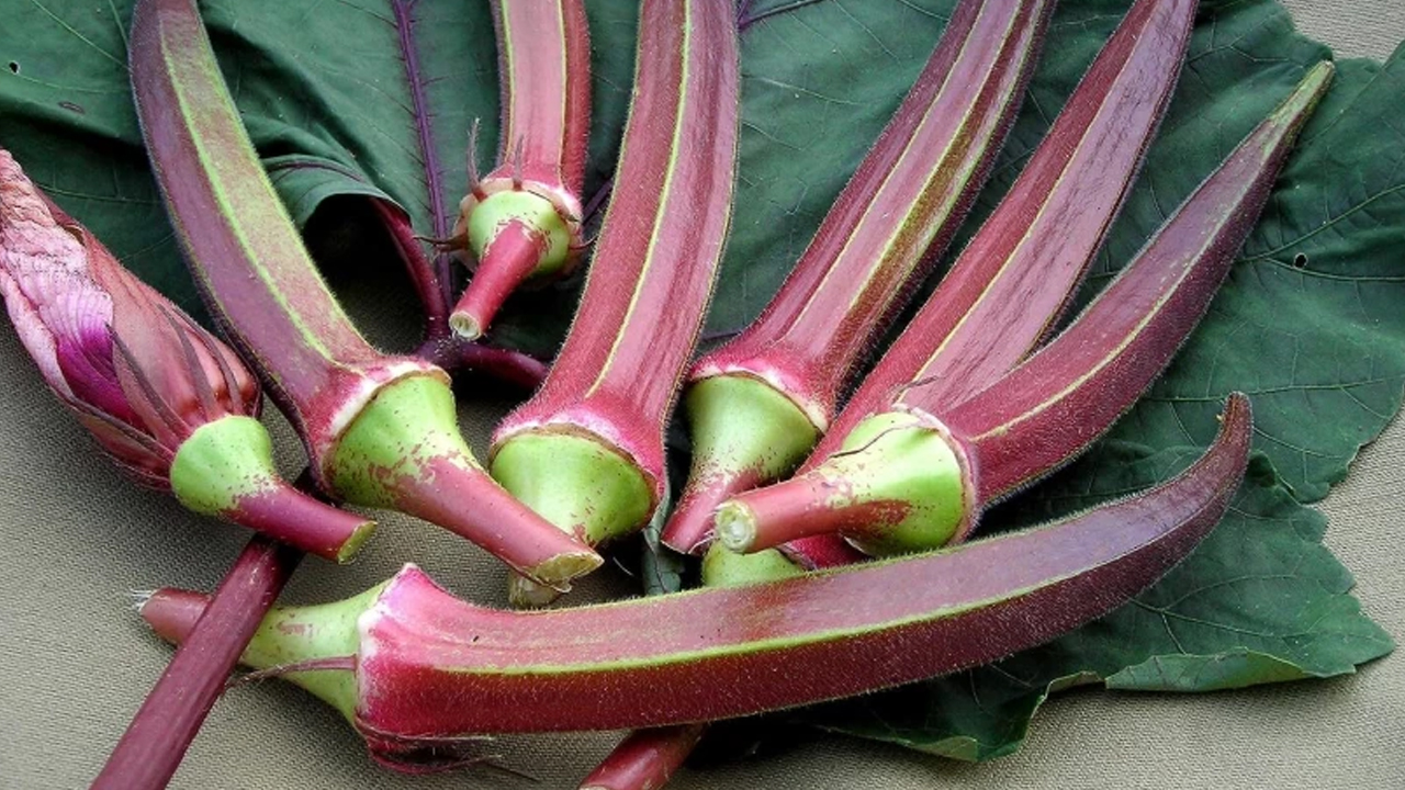 Red okra | ఈ ఎర్ర బెండకాయలు చాలా ఖరీదు.. కిలో ధర ఎంతంటే..? Red okra | ఈ ఎర్ర బెండకాయలు చాలా ఖరీదు.. కిలో ధర ఎంతంటే..?