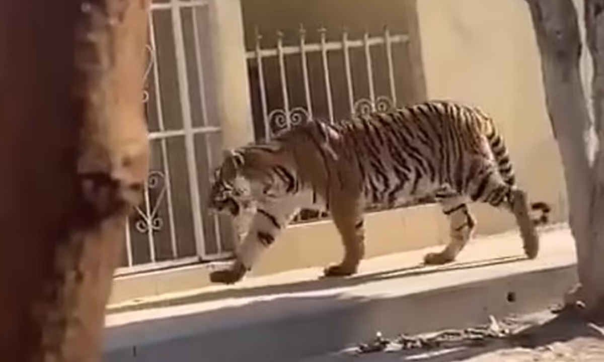 Royal Bengal Tiger | మెక్సికో వీధుల్లోకి పిల్లిలా వచ్చిన రాయల్ బెంగాల్ టైగర్.. కట్ చేస్తే.. ఆ వీడియోలో.. Royal Bengal Tiger | మెక్సికో వీధుల్లోకి పిల్లిలా వచ్చిన రాయల్ బెంగాల్ టైగర్.. కట్ చేస్తే.. ఆ వీడియోలో..